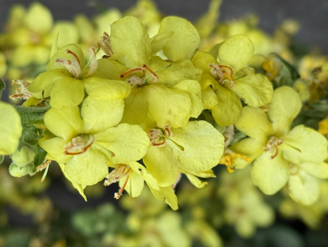 Check out this flower