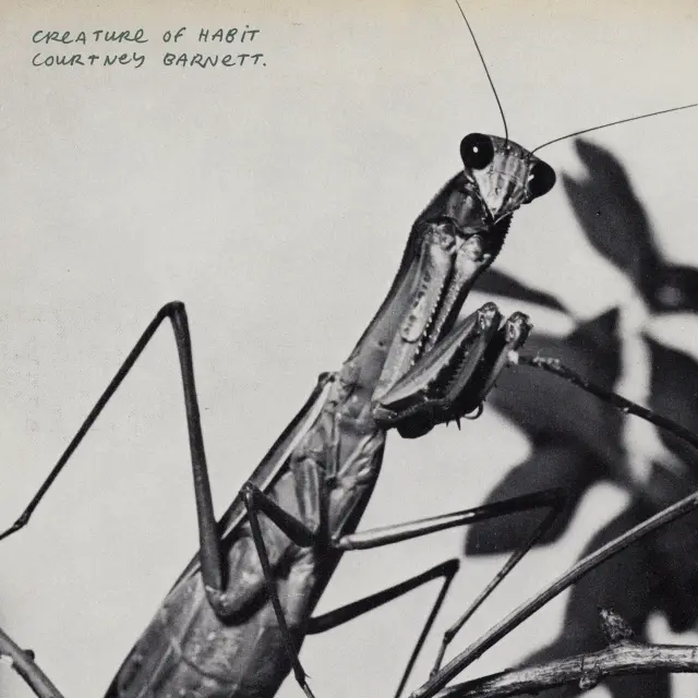 A picture of a praying mantis with the words on the upper left say Creature of Habit, Courtney Barnett.
